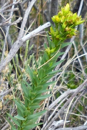 Linum betsiliense