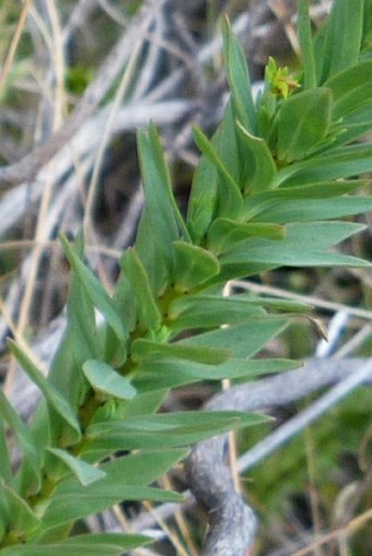 Linum betsiliense