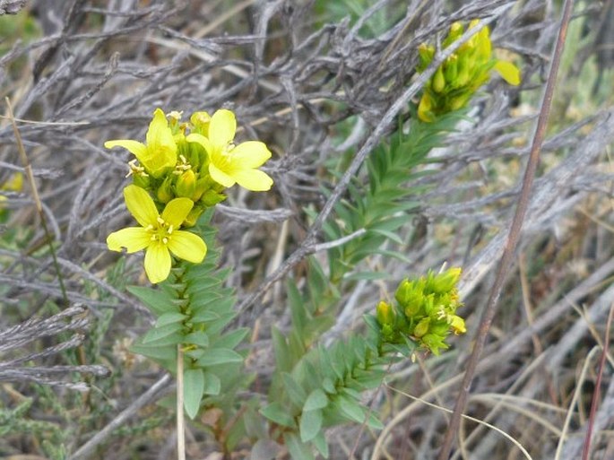 Linum betsiliense