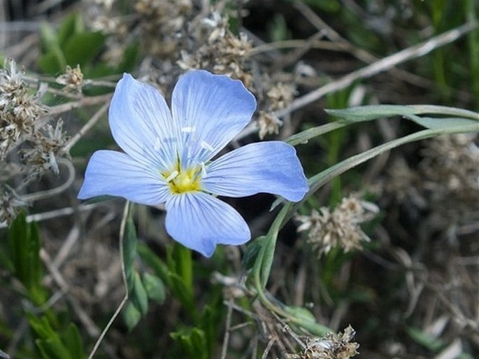 Linum lewisii