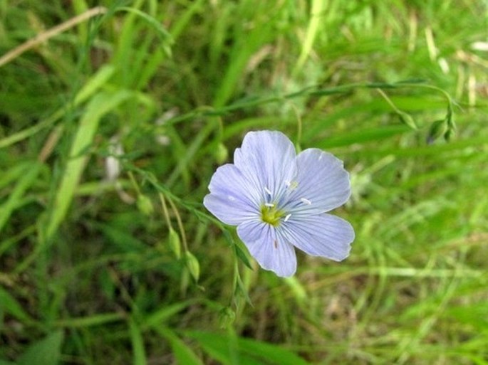 Linum lewisii