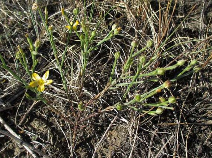 Linum rigidum