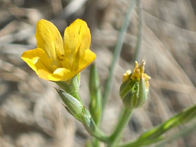 Linum rigidum