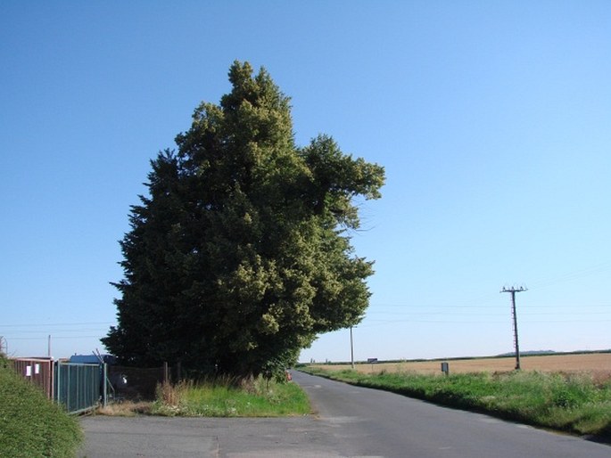 Lípa v Třebovli