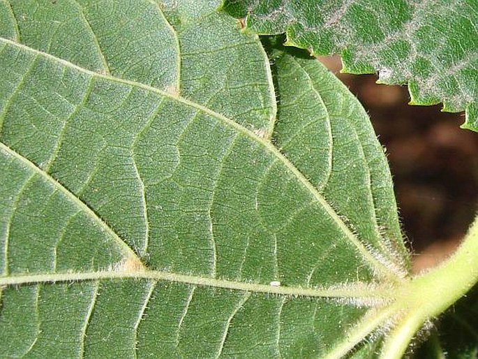 Tilia platyphyllos