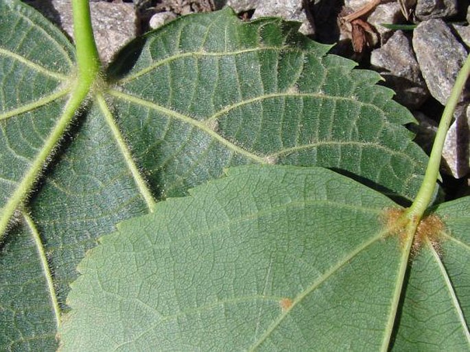 Tilia platyphyllos