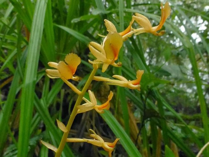 LIPARIS PALLIDA (Blume) Lindl. – hlízovec / hľuzovec