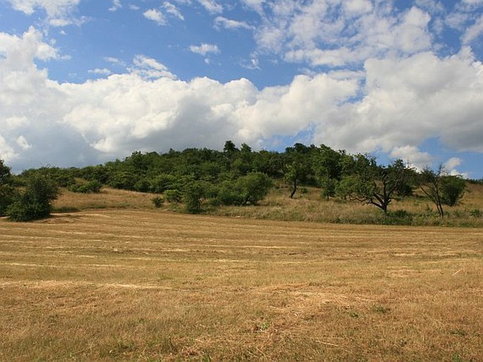 Liščí vrch - přírodní rezervace