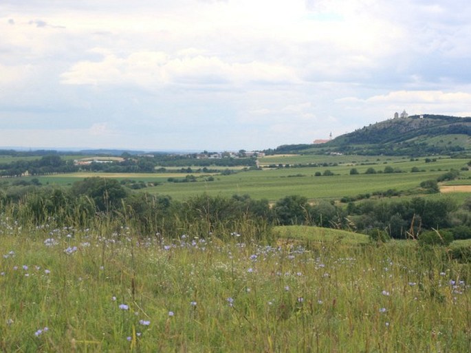 Milovicko-valtická pahorkatina, Liščí vrch - přírodní rezervace