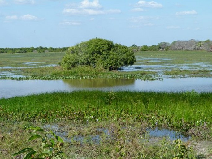 Los Llanos