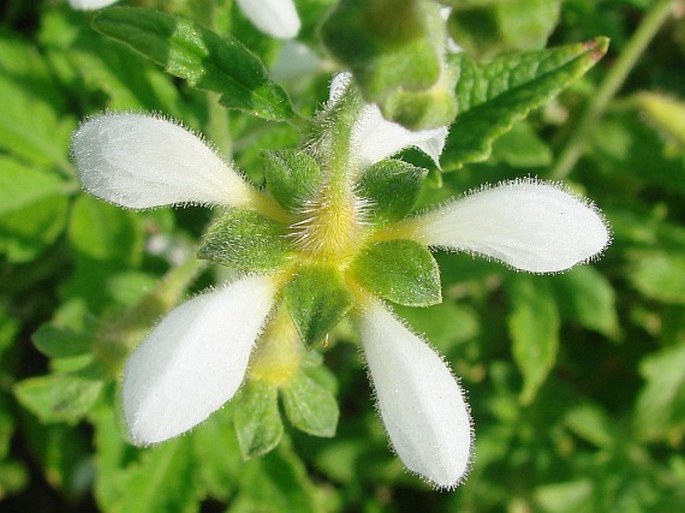 Nasa triphylla