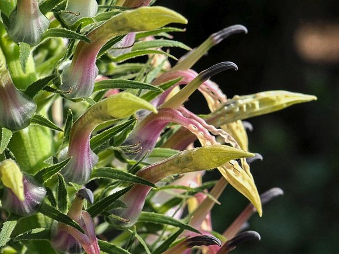 LOBELIA LESCHENAULTIANA (C. Presl) Scottsb. – lobelka