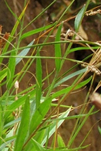 Lobelia cardinalis