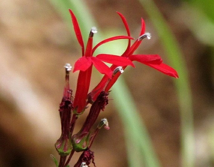 LOBELIA CARDINALIS L. – lobelka