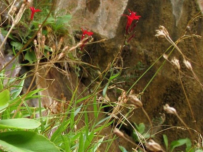 Lobelia cardinalis