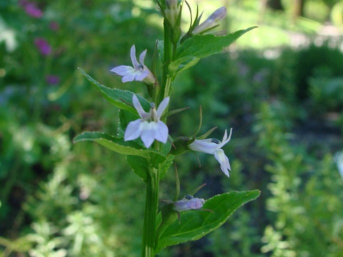 LOBELIA INFLATA L.