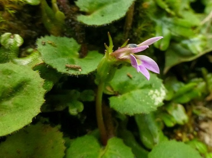 LOBELIA NUMMULARIA Lam. – lobelka