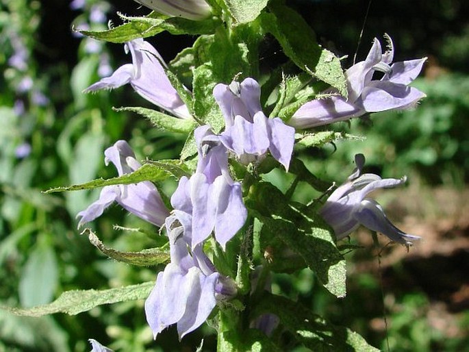 LOBELIA SIPHILITICA L. – lobelka