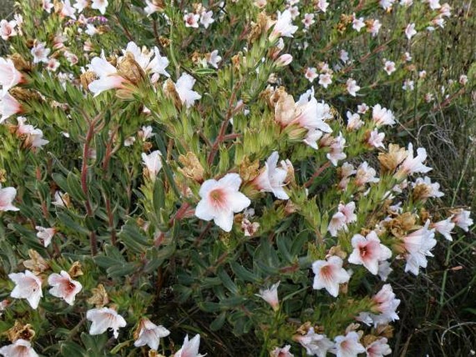 LOBOSTEMON FRUTICOSUS (L.) Buek