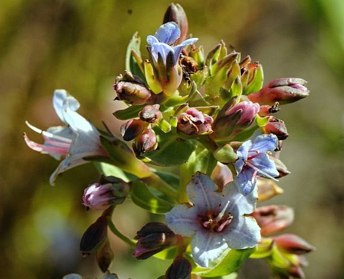 LOBOSTEMON GLAUCOPHYLLUS (Jacq.) H. Buek