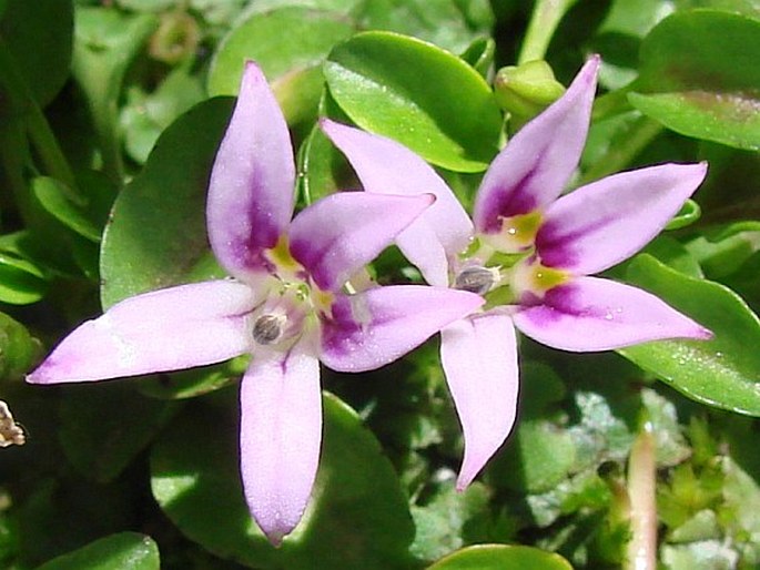 LOBELIA OLIGOPHYLLA (Wedd.) Lammers