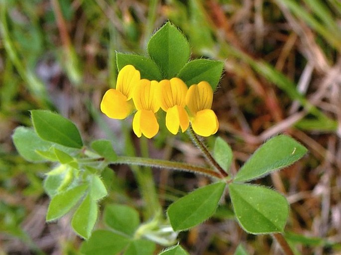 Lotus ornithopodioides