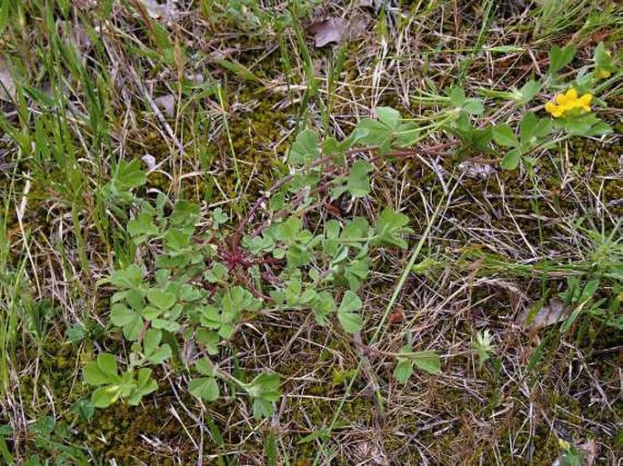 Lotus ornithopodioides