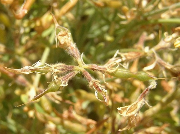 Lotus holosericus