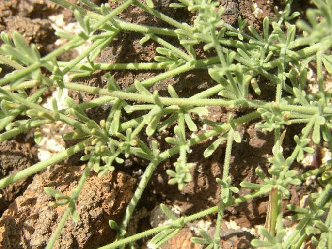 Lotus sessilifolius