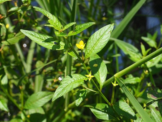 LUDWIGIA HYSSOPIFOLIA (G. Don) Exell - zakucelka / ludvigia