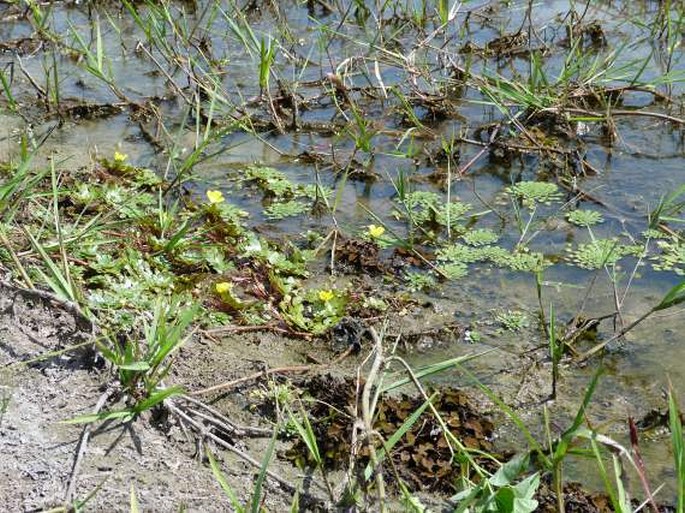 Ludwigia sedioides