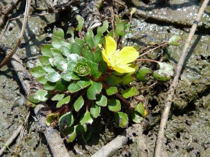 Ludwigia sedioides