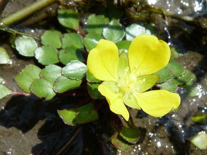 Ludwigia sedioides