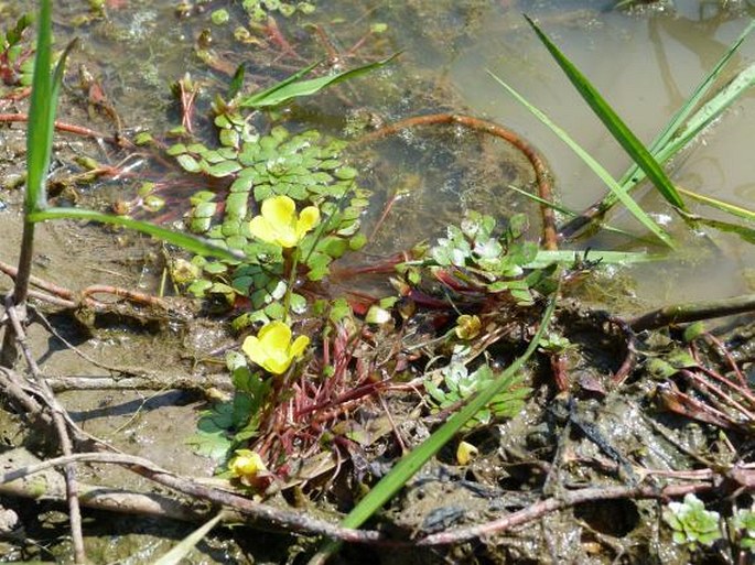 Ludwigia sedioides