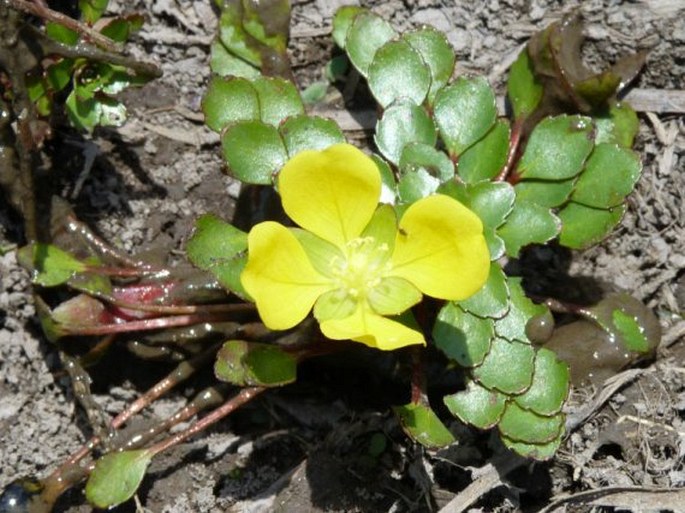 LUDWIGIA SEDIOIDES (Humb. et Bonpl.) H. Hara - zakucelka / ludvigia