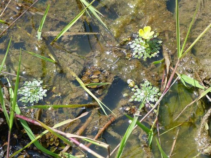 Ludwigia sedioides