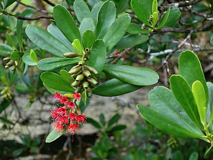 Lumnitzera littorea