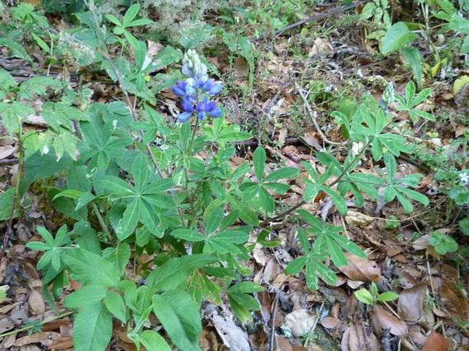 Lupinus clarkii