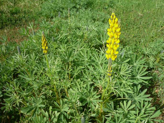 Lupinus luteus