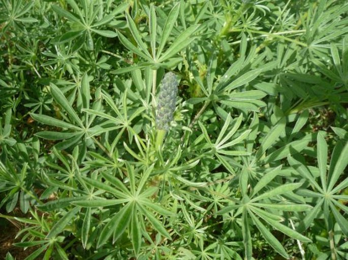 Lupinus luteus