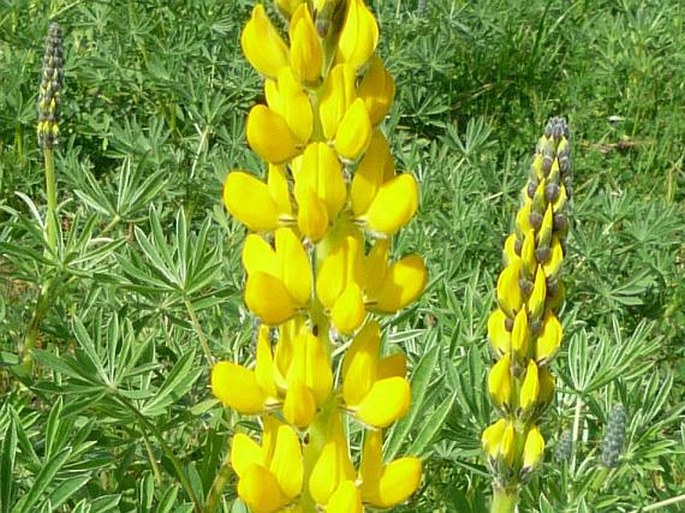 Lupinus luteus