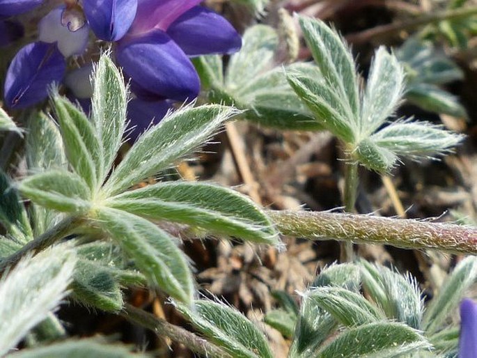 Lupinus lyallii