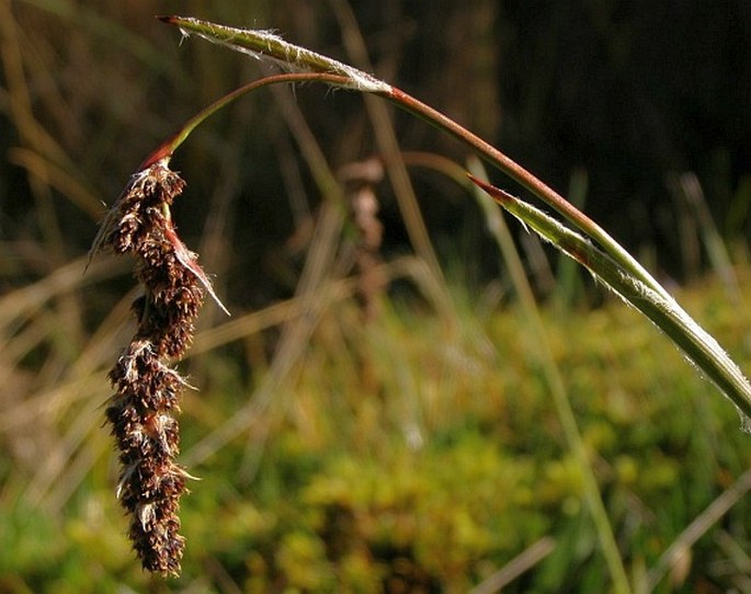 Luzula racemosa