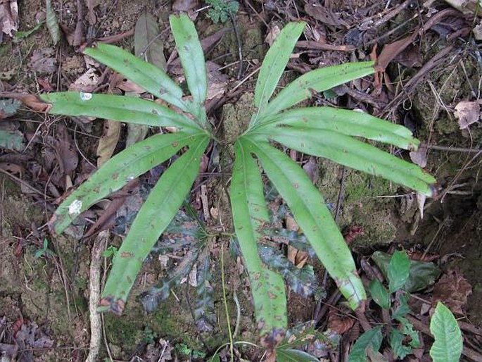 LYGODIUM CIRCINNATUM (Burm.) Sw. - pnulka