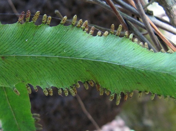 Lygodium flexuosum