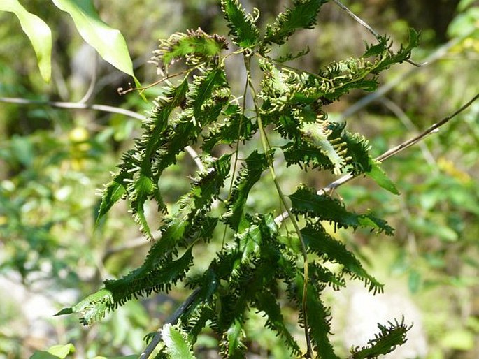 LYGODIUM LANCEOLATUM Desv. - pnulka