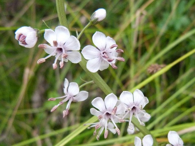 Lysimachia ephemerum