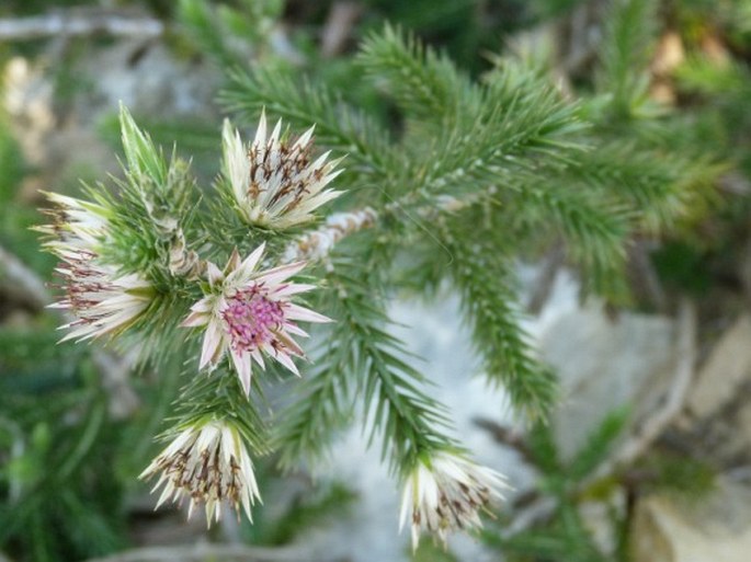 Macledium grandidieri