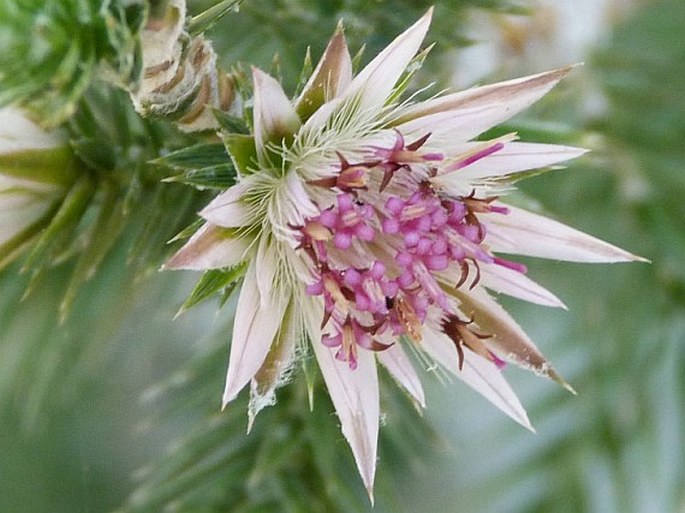 Macledium grandidieri