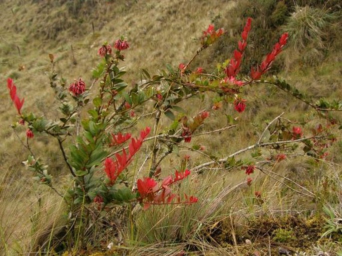 Macleania rupestris